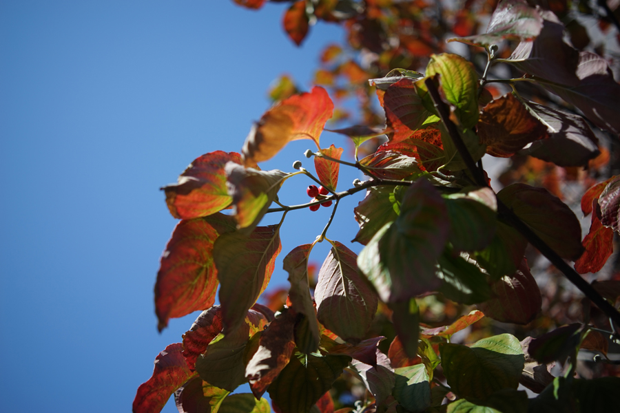 CONTAX Distagon T*35mm F2.8 AE