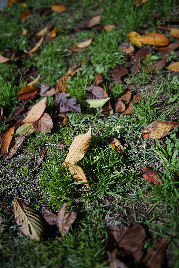 PENTAX smc PENTAX-FA★24mm F2 AL [IF]