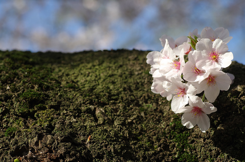 PENTAX (ペンタックス) FA77mm F1.8 Limited