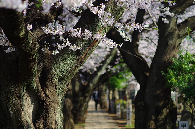 PENTAX (ペンタックス) FA77mm F1.8 Limited