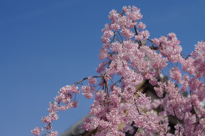 PENTAX (ペンタックス) FA77mm F1.8 Limited