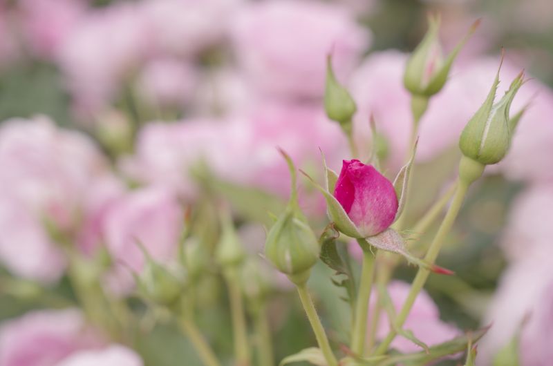 PENTAX K-5IIs + DA 35mm F2.8 Macro Limited