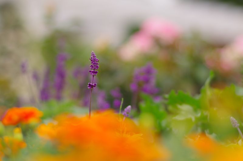 PENTAX K-5IIs + Carl Zeiss Planar T*85mm F1.4 ZK