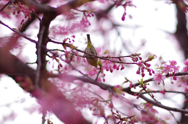 PENTAX K-5 IIs + Carl Zeiss Planar T*85mm F1.4 ZK