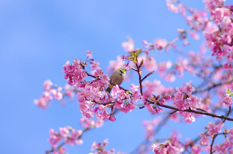 PENTAX K-5 IIs + Carl Zeiss Planar T*85mm F1.4 ZK