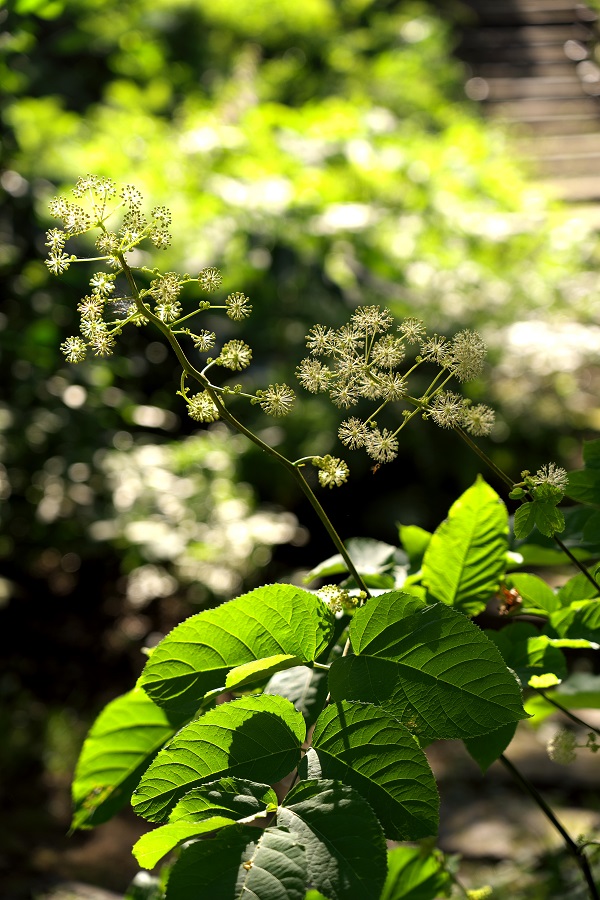 α7III ボディ+FE24-105mm F4 G OSS