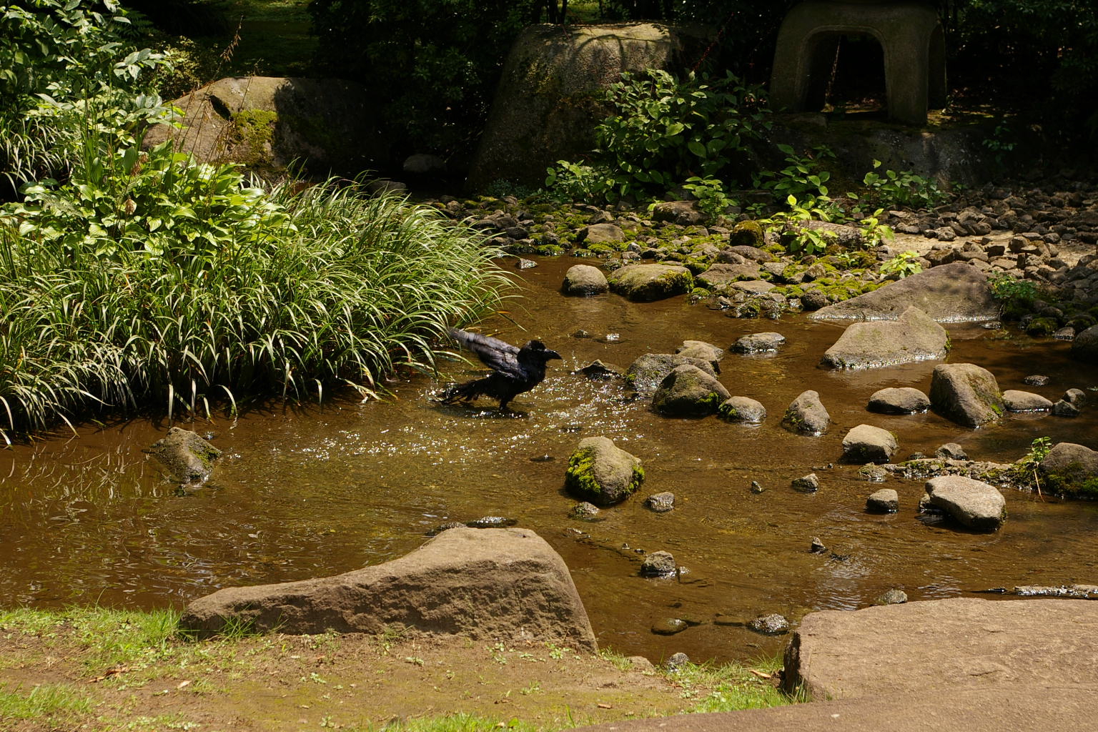 カラスの行水