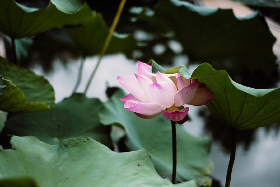 FUJIFILM X-H1+フジノン XF 16mm F1.4 R WR+フジノン XF 35mm F1.4 R