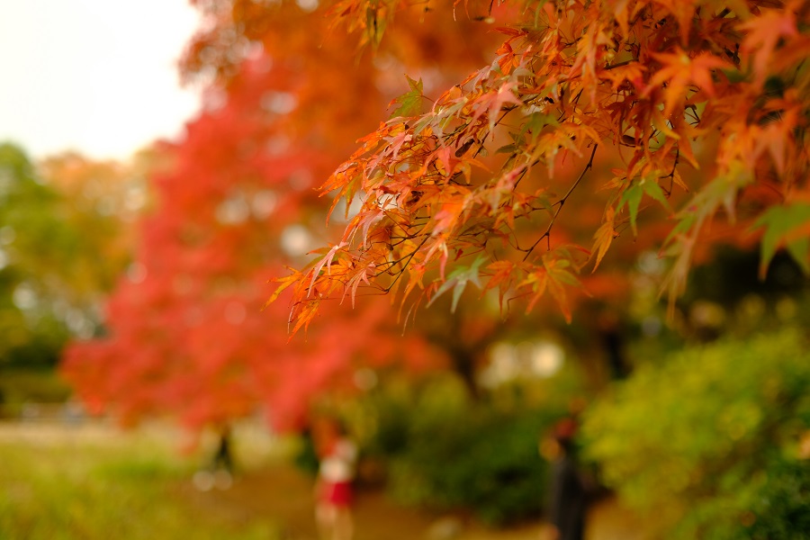 FUJIFILM (フジフイルム) X-T2 ボディ＋フジノン XF 23mm F1.4 R