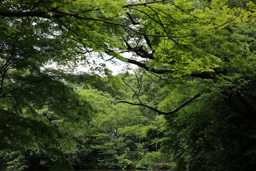 Canon (キヤノン) EOS 5D Mark III＋EF24-70mm F2.8L II USM