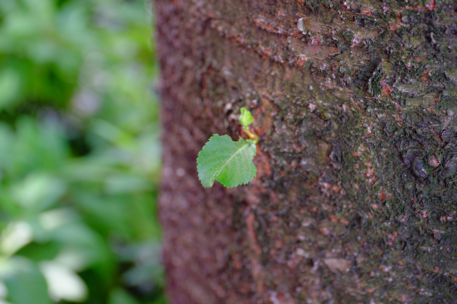 Carl Zeiss Touit 50mm F2.8 マクロ