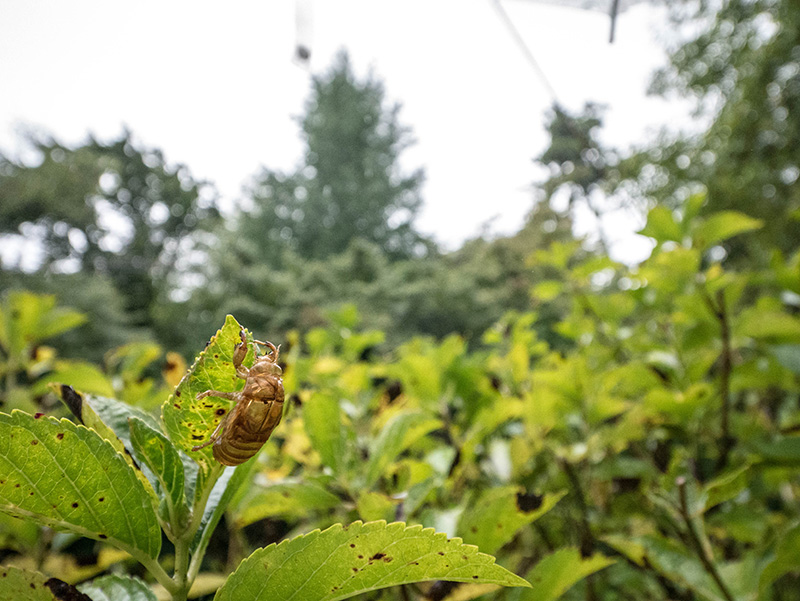 Panasonic (パナソニック) LUMIX DMC-GX7 Panasonic (パナソニック) LUMIX G VARIO 7-14mm F4.0 ASPH.