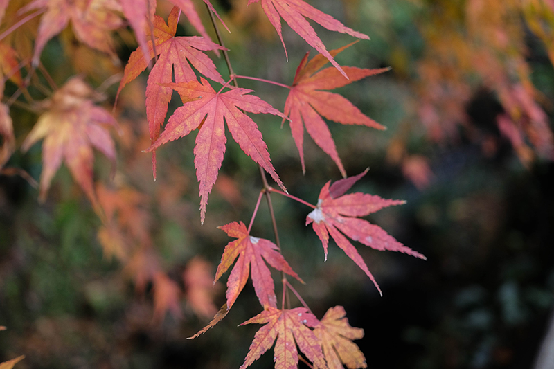 紅葉