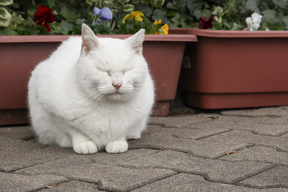 Canon EF-M55-200mm F4.5-6.3 IS STM