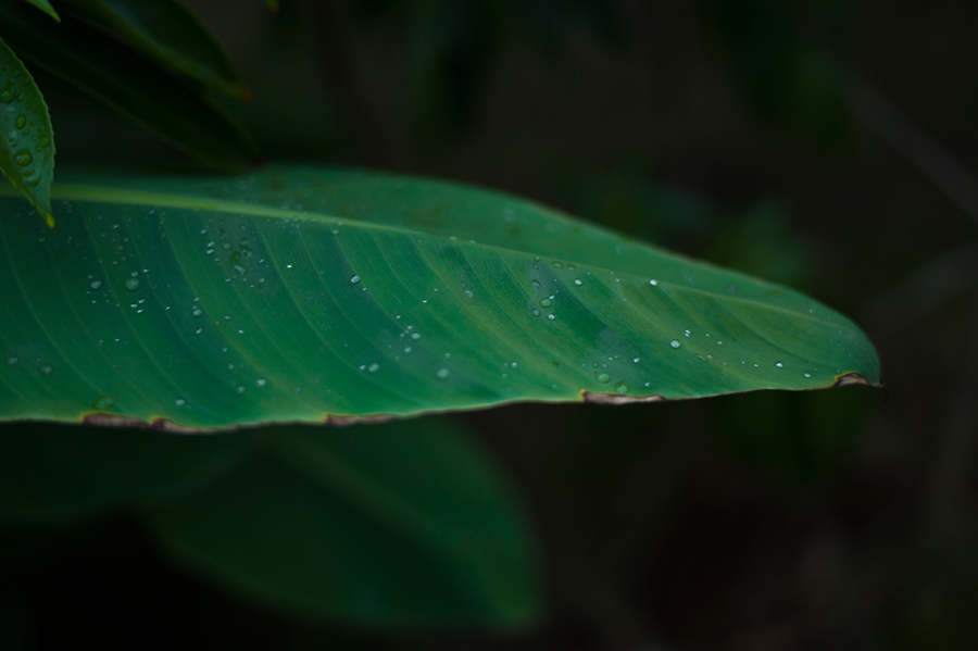 Leica (ライカ) ズミルックス M50mm F1.4 ASPH.