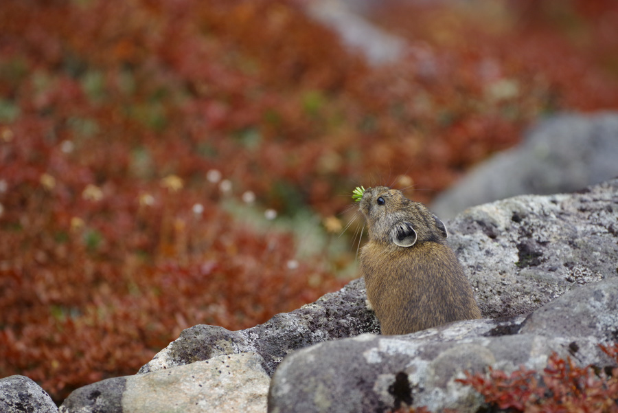 PENTAX K-1 +HD D FA150-450mm F4.5-5.6ED DC AW