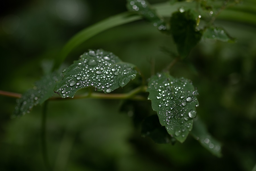 CarlZeiss Makro-Planar 100mm F2 ZF.2