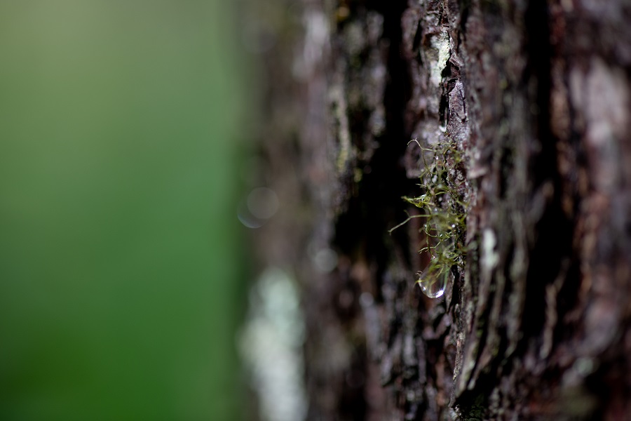 CarlZeiss Makro-Planar 100mm F2 ZF.2