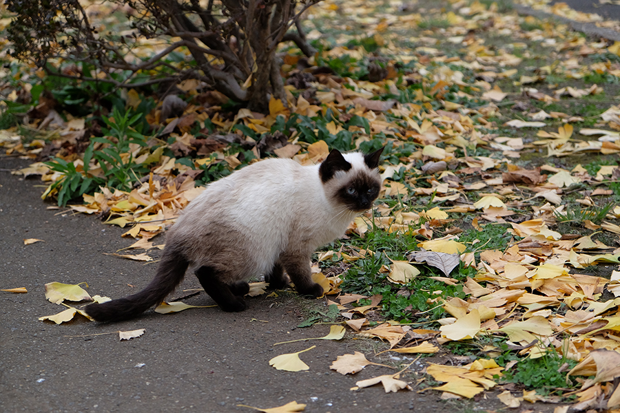 FujiFilm X-T1 XF18-55F2.8-4