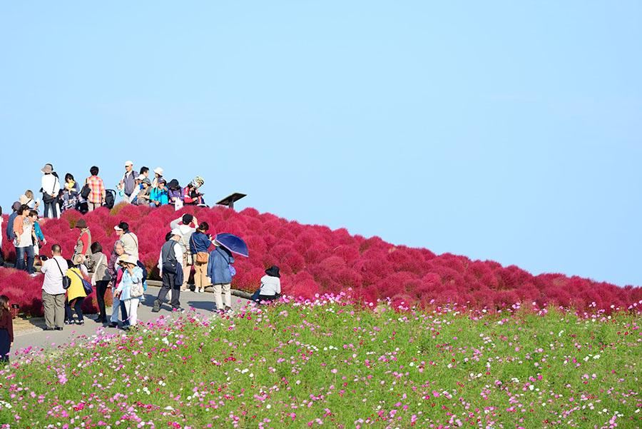 Nikon D610  AF-S300mmF2.8GVRⅡ