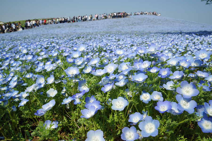 PENTAX K-1　HD D FA 28-105mm F3.5-5.6 ED DC WR