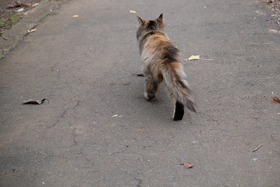 FujiFilm X-T1 XF18-55F2.8-4