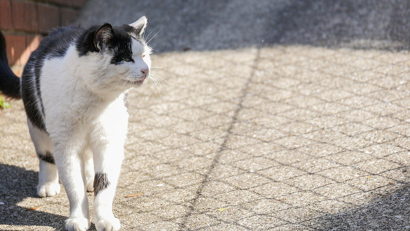 Panasonic (パナソニック) LUMIX G X VARIO 35-100mm F2.8 POWER O.I.S.