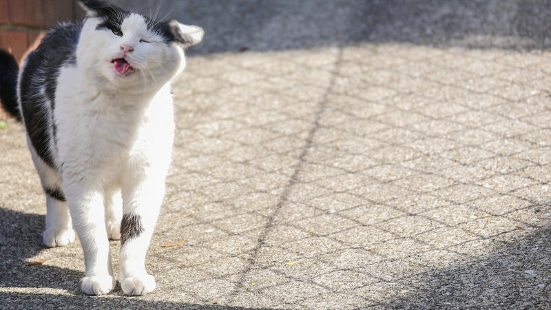 Panasonic (パナソニック) LUMIX G X VARIO 35-100mm F2.8 POWER O.I.S.