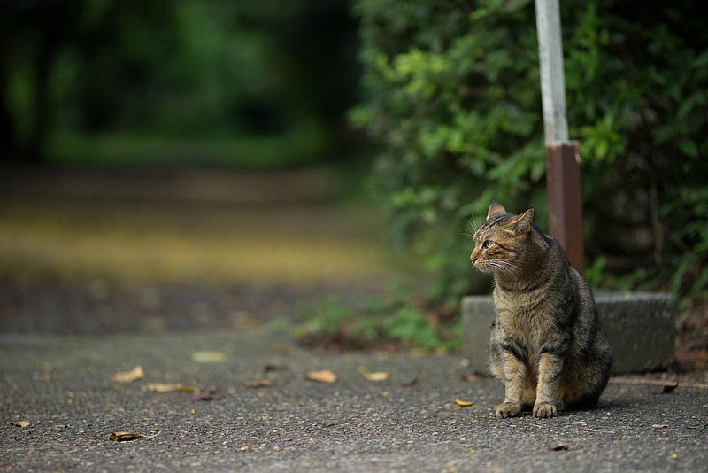SONY α7 + SIGMA MC-11 + Canon EF 135mmF2L