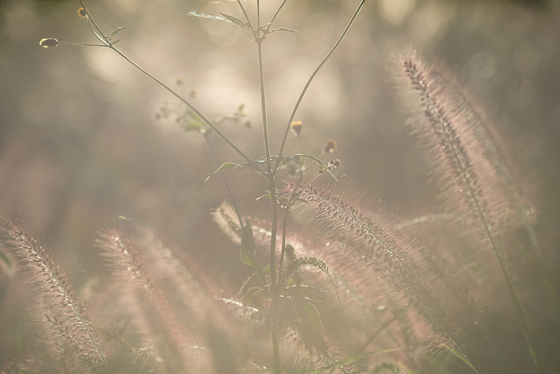 SONY α7 + SIGMA MC-11 + Canon EF 135mmF2L