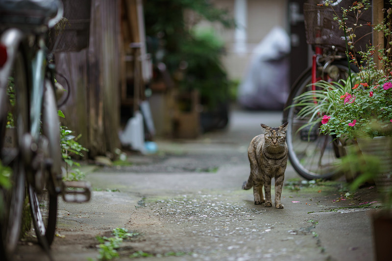 SONY α7 + SIGMA MC-11 + Canon EF 135mmF2L