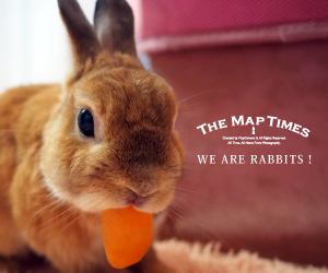 WE ARE RABBITS！