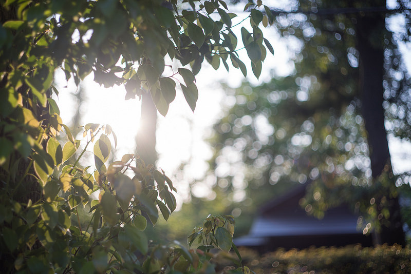 Leica (ライカ) ズミルックス M75mm F1.4