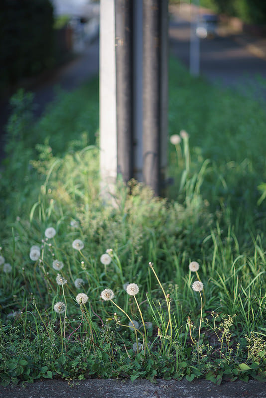 Leica (ライカ) ズミルックス M75mm F1.4