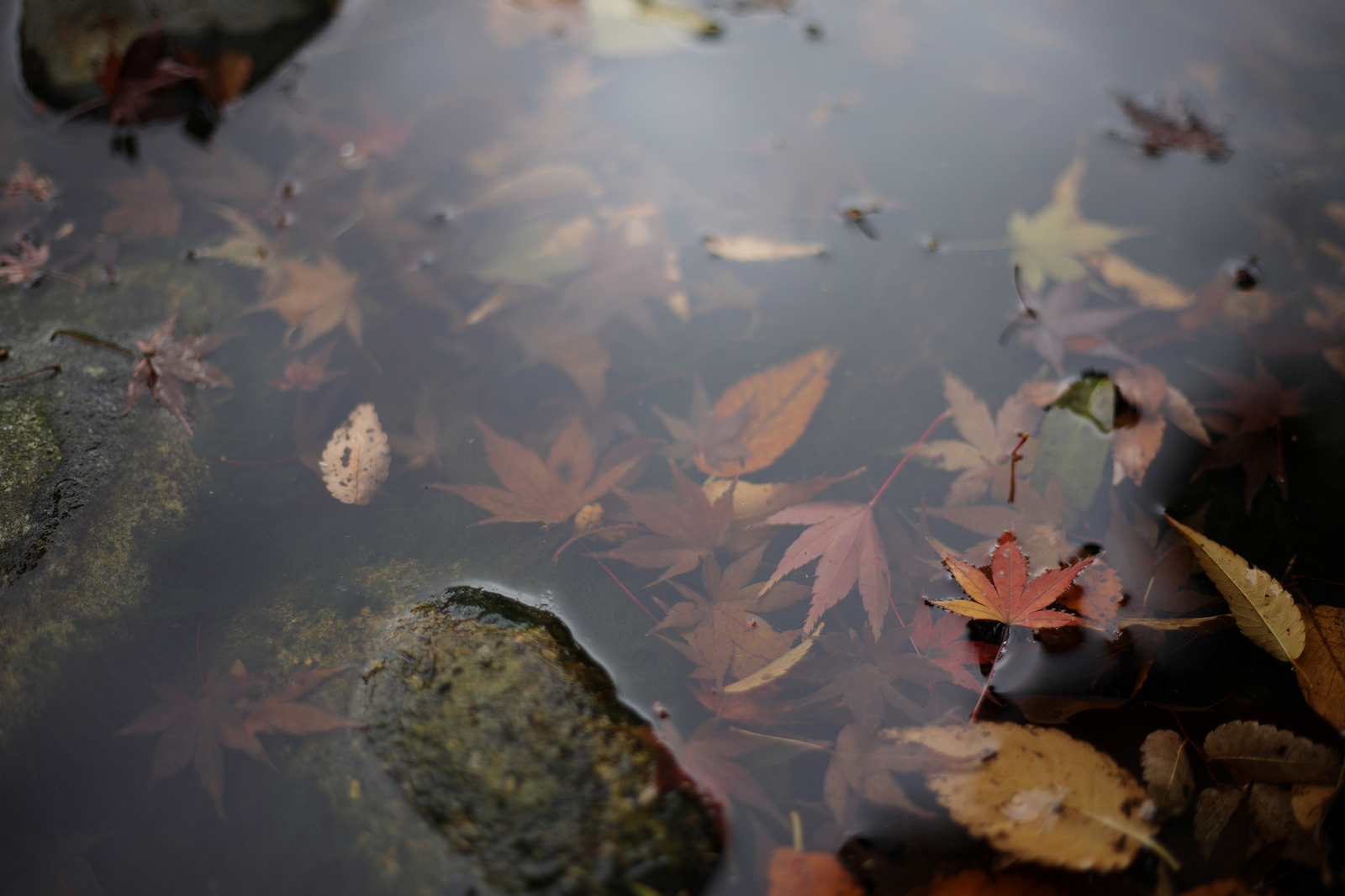 EOS R + EF50mm F1.8 STM