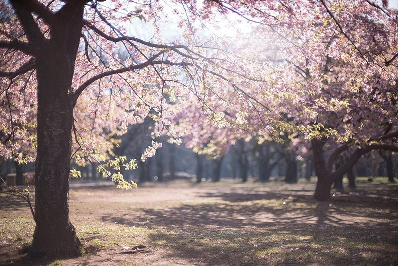 Voigtlander】 NOKTON 50mm F1.1 VM 【+α7s】 | THE MAP TIMES