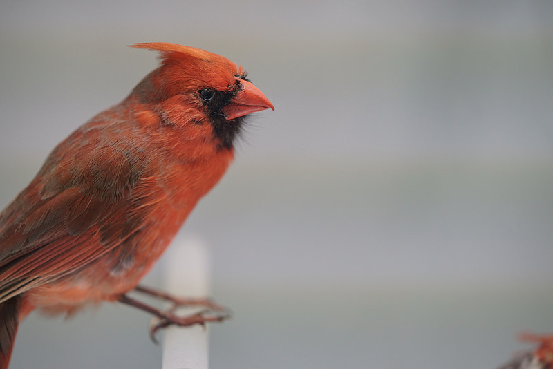 SONY α7S + FE 90mm F2.8 Macro G OSS