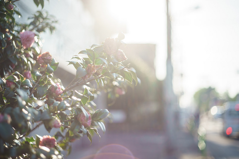 ズミクロン Summicron 50mm F2