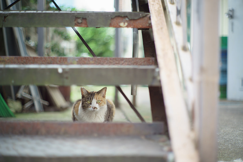 Leica (ライカ) ズミルックス M50mm F1.4 後期型