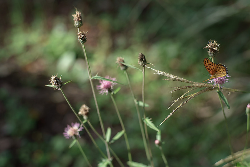 Planar T*85mm F1.4 MM