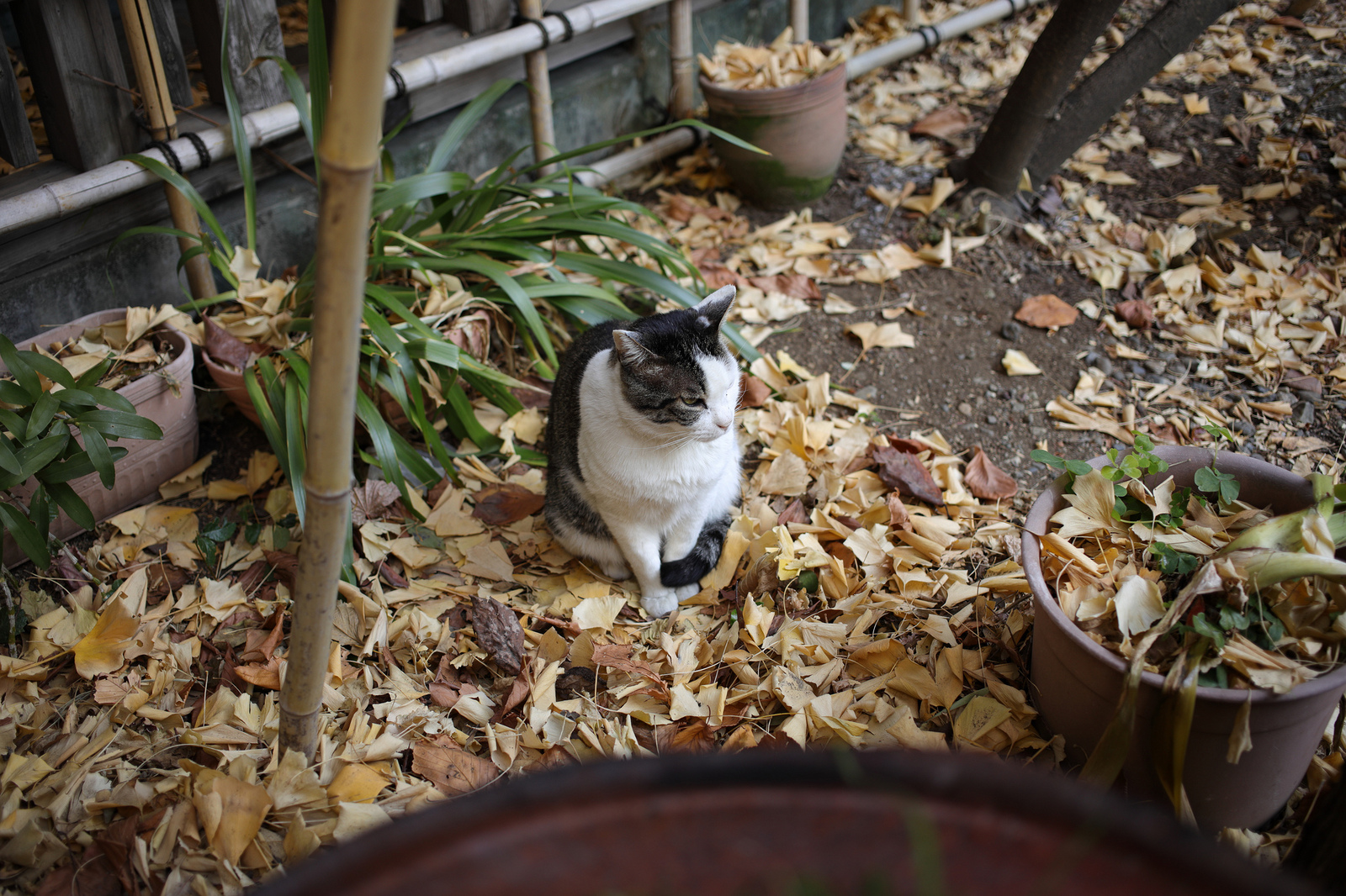 EOS R + EF 40mm F2.8 STM