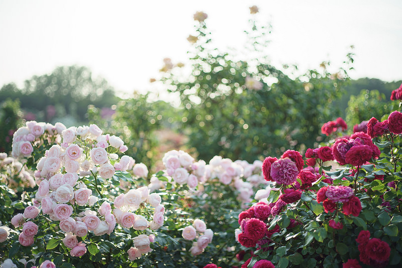 Leica (ライカ) ズミクロン M50mm F2 2nd