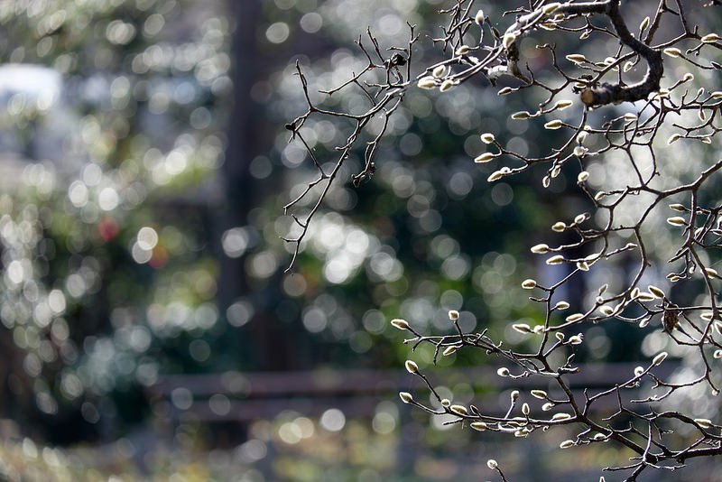 Fujifilm X T1とフジノン Xc50 230mm F4 5 6 7 Ois で撮る The Map Times