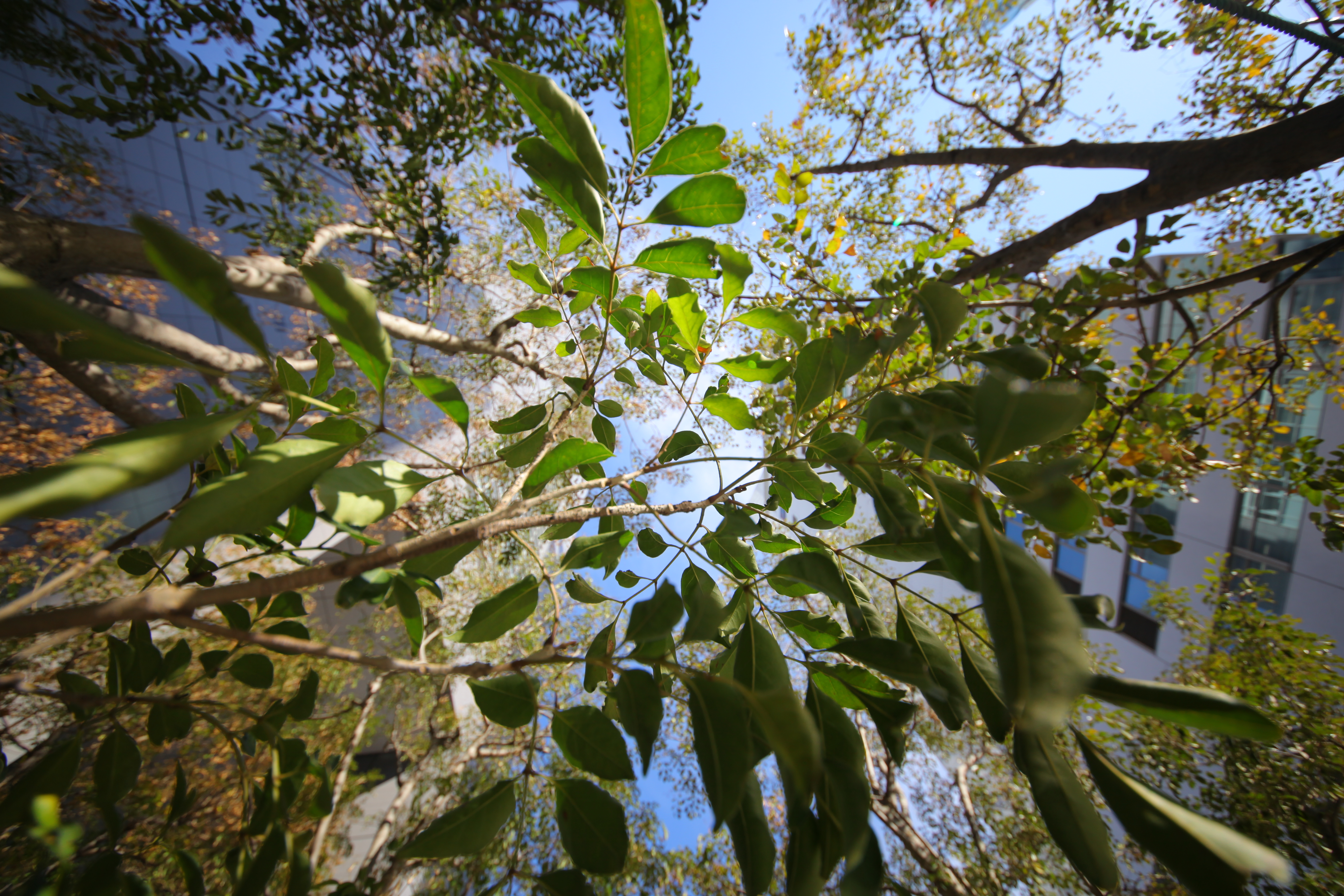 004:『SIGMA AF 12-24mm F4.5-5.6 II DG HSM』 | KASYAPA