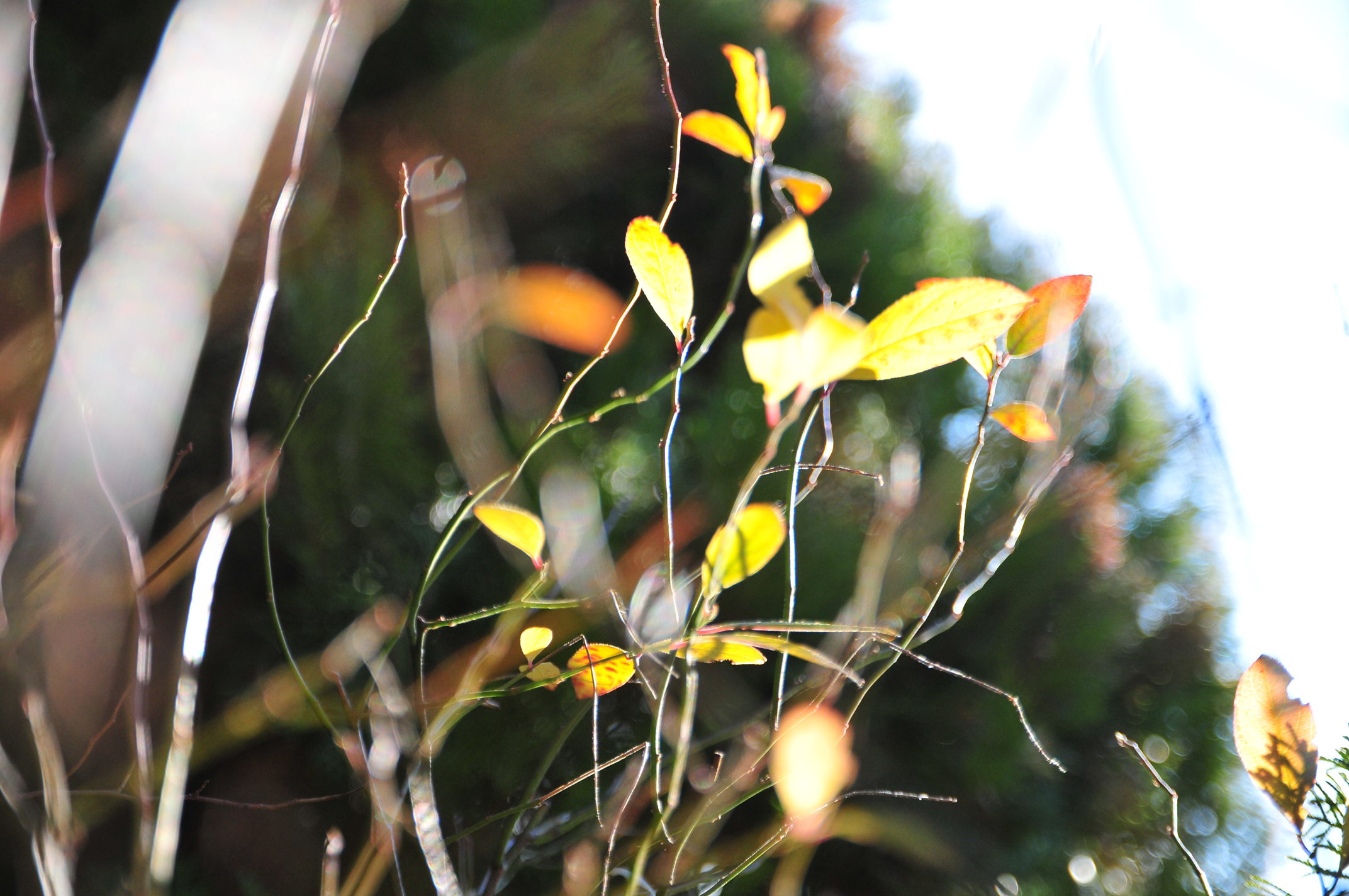 レンズ(ズーム)TAMRON AF17-50mm F2.8 XR DiII - レンズ(ズーム)