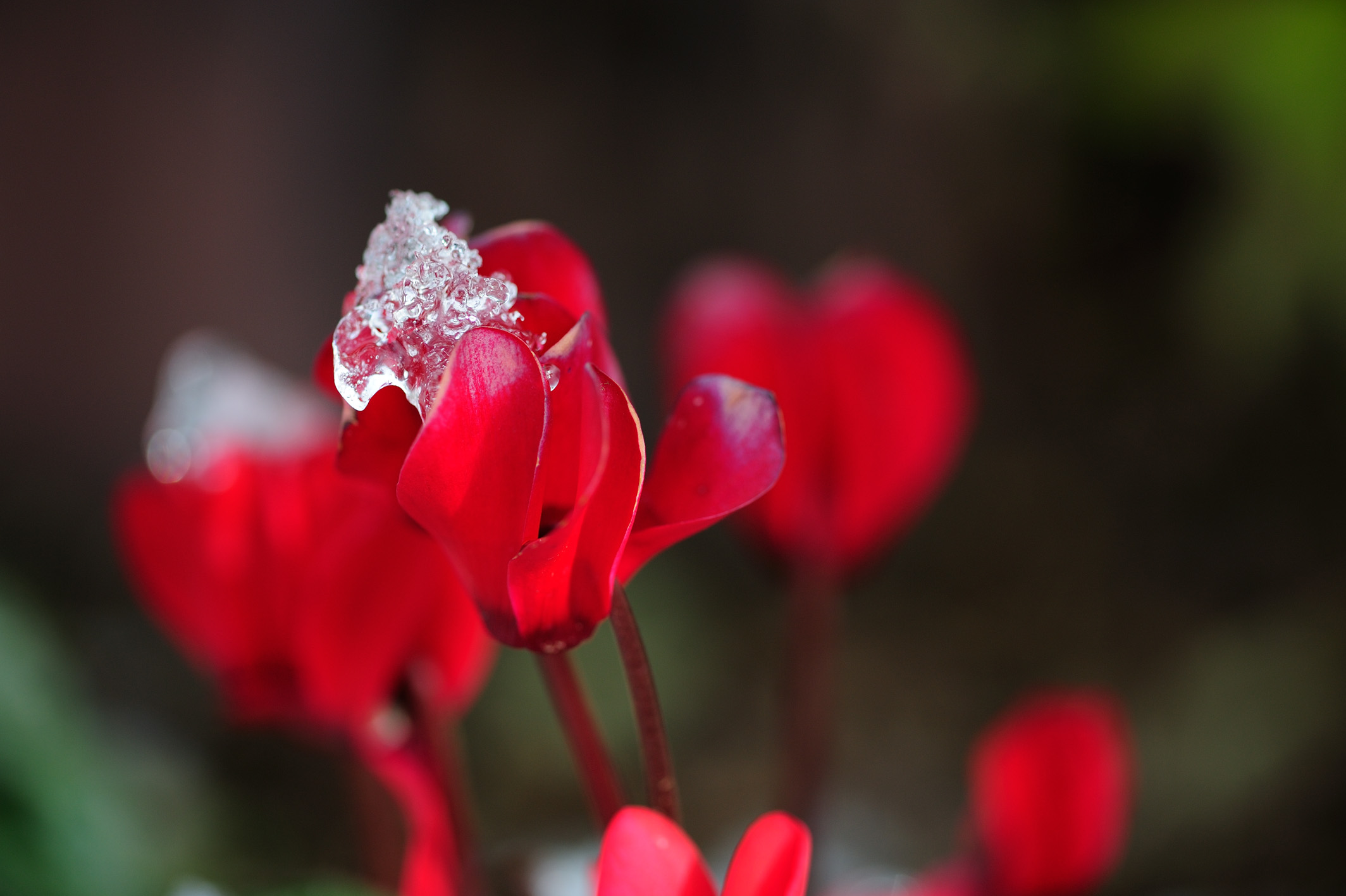 シグマ SIGMA MACRO 105mm F2.8 EX DG OS HSM手ぶれ補正付いてます