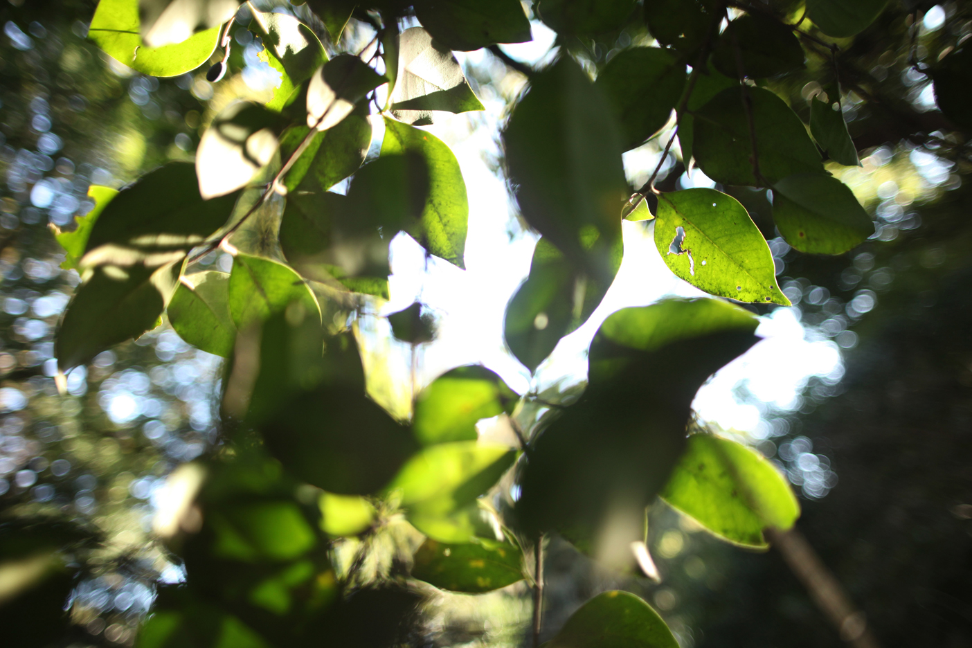 シグマ SIGMA AF 24mm F1.8D EX DG