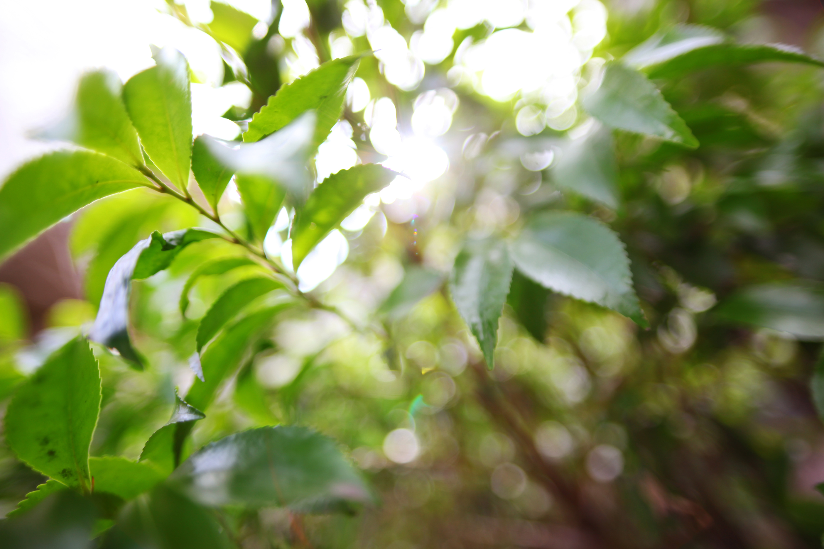 SIGMA 20mm F1.8 DG RF ASPHERICAL