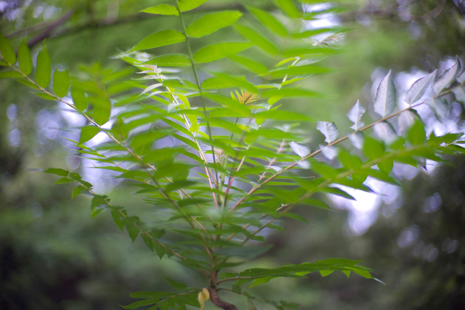 LEICA M9 + Noctilux 50mm/f1.0