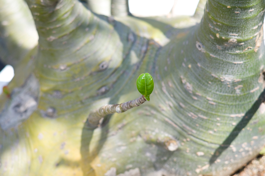 LEICA M9-P + Macro-Elmar90mm/f4.0